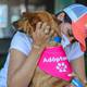 Perros y gatos rescatados encontraron hogar durante feria de adopciones en Plaza Guayarte