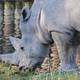 Falleció Toby, el rinoceronte blanco más viejo del mundo