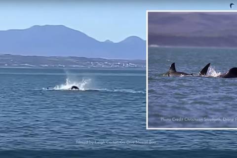 Filman por primera vez a una orca devorando a un gran tiburón blanco en Sudáfrica