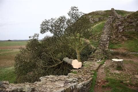“No nos matará el cambio climático sino la estupidez”: joven derribó el árbol de 300 años de Robin Hood y las redes reaccionan indignadas