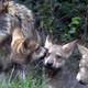 Lobo gris, que se creía extinto, fue captado en medio de la cuarentena en Francia