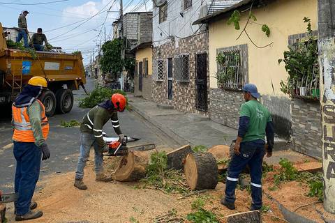 Retiran árbol que representaba un riesgo para los moradores del Guasmo 
