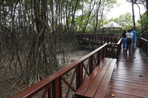 Nutrias y mapaches ingresan por el río Daule al Parque Histórico de Samborondón, donde habrá reforestación con manglar 