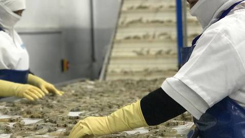 Ecuador exporta menos camarón a China por nueva suspensión a exportadoras locales   