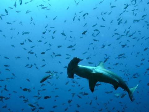 Perú incauta ocho toneladas de carne de tiburón provenientes de Ecuador