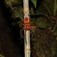 Descubren una nueva especie de araña cangrejo gigante en el Yasuní