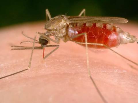 La vacuna más avanzada contra la malaria disminuye su eficacia con los años