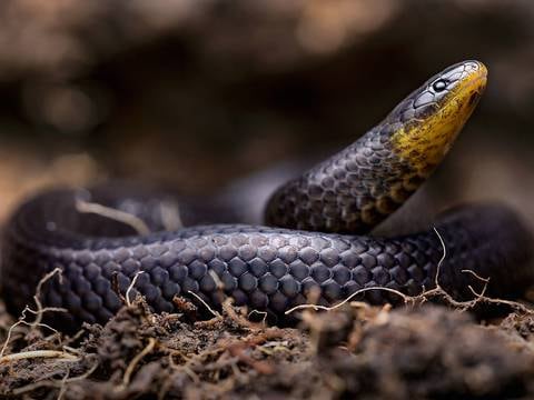 Tres nuevas especies de serpientes son encontradas en un cementerio, junto a una iglesia y en un huerto en pueblos remotos del Ecuador