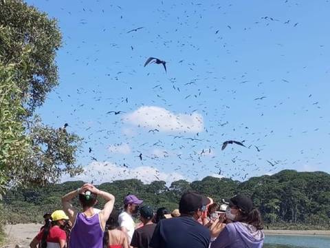 Viajes turísticos desde Puerto El Morro hasta isla Manglecito están suspendidos tras muerte de fragatas relacionada con influenza aviar
