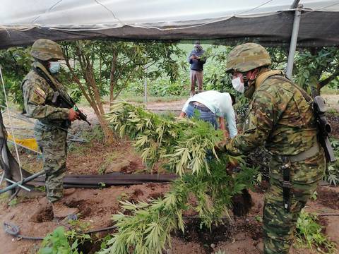 Hallan 300 plantas de marihuana en hacienda de Patate, provincia de Tungurahua