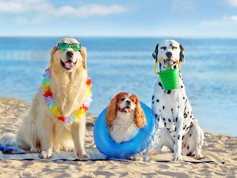 ¿Mascotas en la playa? Conozca cómo cuidarlas