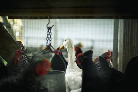 Nuevo caso de gripe aviar se detecta en un pato en traspatio en la provincia de Tungurahua