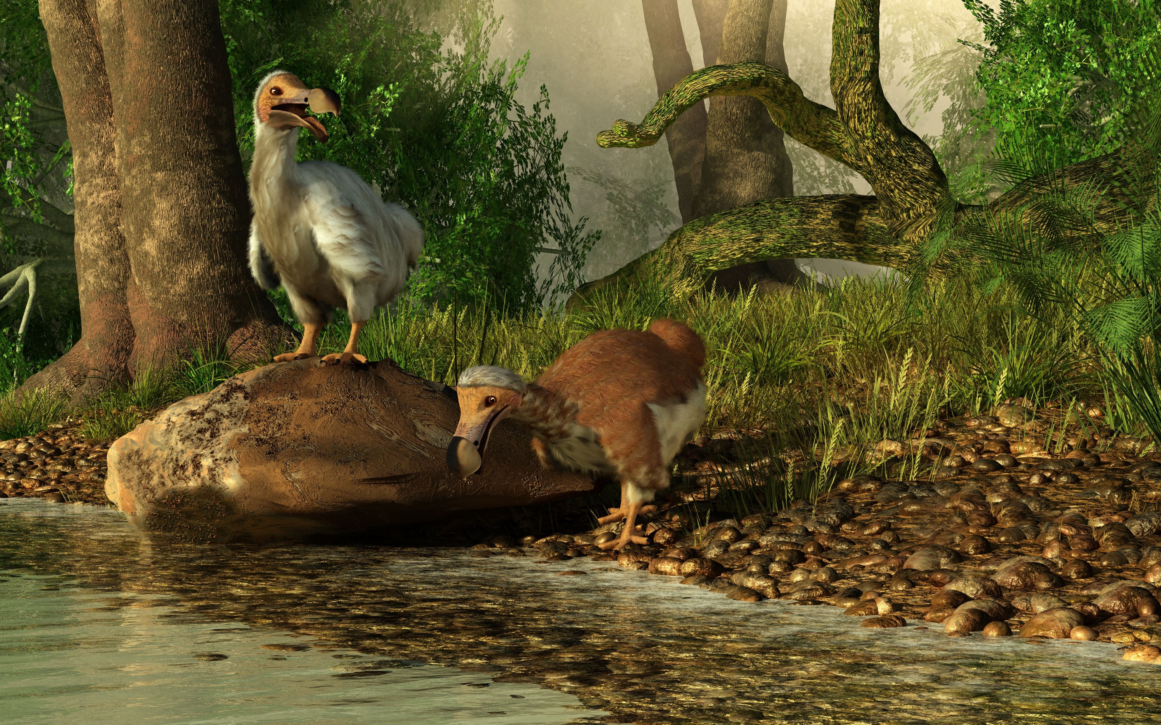 Científicos quieren resucitar al dodo, la famosa ave que muchos consideran ‘bobo’
