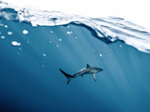 Mujer muere tras ser atacada por un tiburón en la isla caribeña de San Martín