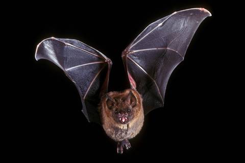 Estudian nueva enfermedad bacteriana vinculada a los murciélagos