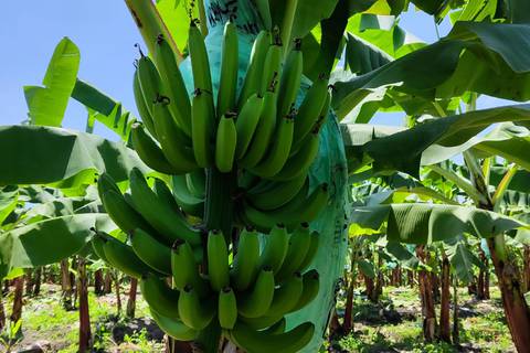 El GAL, la segunda variedad de banano tolerante al Fusarium raza 4 llega al país para pruebas y se suma al Formosana 218 que ya está en etapa comercial