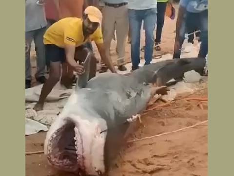 Partes del cuerpo del joven ruso devorado por un tiburón en Egipto fueron encontradas dentro del animal