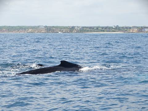 En Ayangue se inauguró con festival y paseos la temporada de avistamiento de ballenas jorobadas