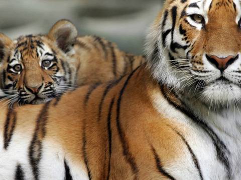 Solo quedan 3.200 tigres en libertad en todo el mundo, advierte WWF