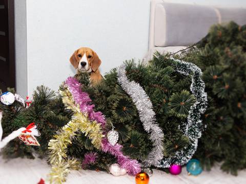 ¿Cómo podemos proteger a los animales en el hogar de la decoración navideña?