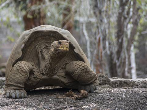 Galápagos consigue recuperar especie de tortuga considerada extinta
