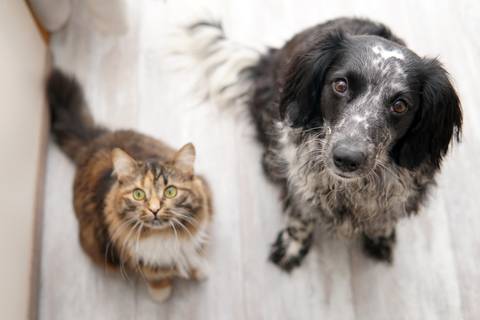 Jornadas de adopción de perros y gatos desde este domingo 5 de junio, en Supercines y Guayarte, anuncia Bienestar Animal 