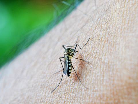 5.000 mosquitos machos esterilizados fueron liberados en África, en busca de eliminar la malaria