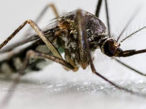 Mosquitos que transmiten la malaria, eliminados en pruebas de laboratorio