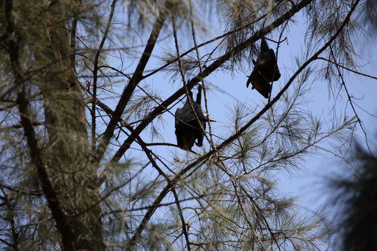 OMS dice que el COVID-19 pasó probablemente de murciélagos a humanos a través de otro animal
