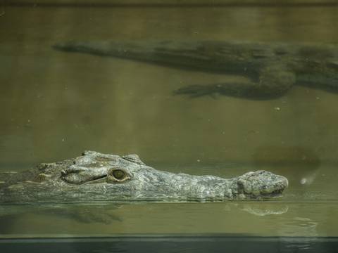 Dos cocodrilos de la Costa fueron trasladados al zoológico de Quito