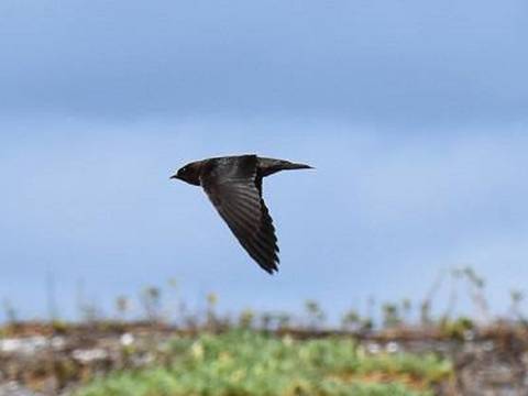 El reto de salvar a las aves pequeñas del archipiélago de Galápagos
