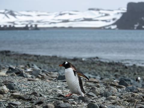 Hallan microplásticos de origen humano en el océano austral de la Antártida