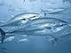 Por qué los altos niveles de mercurio en el atún no disminuyen pese a los esfuerzos para reducir las emisiones de esta sustancia tóxica