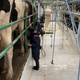 Productores de leche exigen la aprobación del reglamento a la ley de fomento ganadero, para hacer cumplir precios de sustentación 