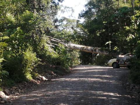 Un árbol de 100 años fue derribado por manifestantes en el marco del paro, lamenta el ministro de Energía, Juan Carlos Bermeo
