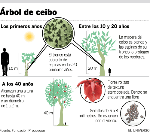 El ceibo, gigante que ayuda a equilibrar el ecosistema costero | Ecología |  La Revista | El Universo