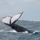 Avistamiento de ballenas, entre atractivos para quienes viajen a la península de Santa Elena este feriado por fiestas julianas