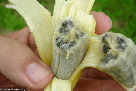Científicos advierten que los plátanos Cavendish podrían extinguirse por una enfermedad fúngica ‘catastrófica’