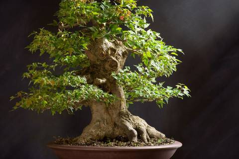Exposición y venta de plantas de bonsai este fin de semana por el Día de la Madre 2024