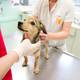 Para perros y gatos: la importancia de la primera visita al veterinario