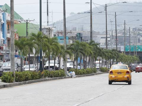 En Guayaquil retirarán palmeras para replantar árboles