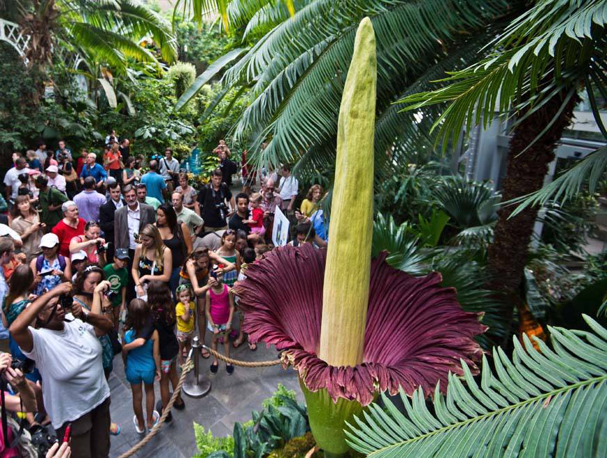 Flor-cadáver', una de las más grandes del mundo, surge en Washington |  Ecología | La Revista | El Universo
