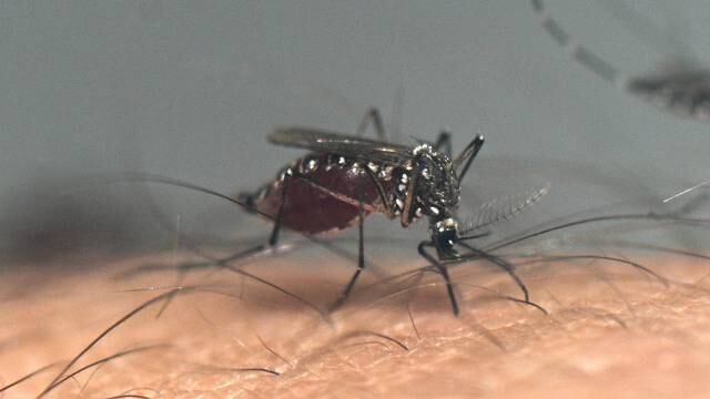¿Cuándo se puede dar el dengue hemorrágico? Estos son los síntomas