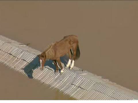 Así fue el rescate del caballo aislado sobre un techo por inundaciones en Brasil