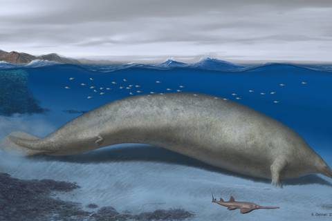 Un fósil de ballena hallado en Perú podría ser el animal más pesado de todos los tiempos