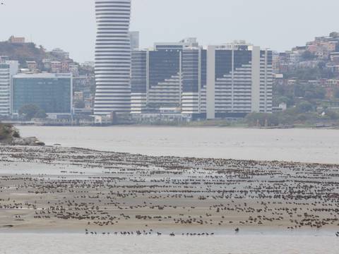 Sistemas acústicos y láser ya se usan para dispersar a aves en zonas de aproximación del aeropuerto de Guayaquil