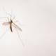 Remedios caseros para evitar que los mosquitos ingresen a su hogar