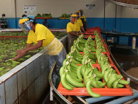 Fracasa último intento de fijar entre productores y exportadores precio de caja de banano para el 2024 y definición queda en manos del Ministerio de Agricultura