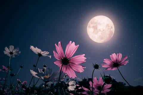 La luna llena de flores es el evento astronómico más importante de mayo