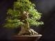 Exposición y venta de plantas de bonsai este fin de semana por el Día de la Madre 2024